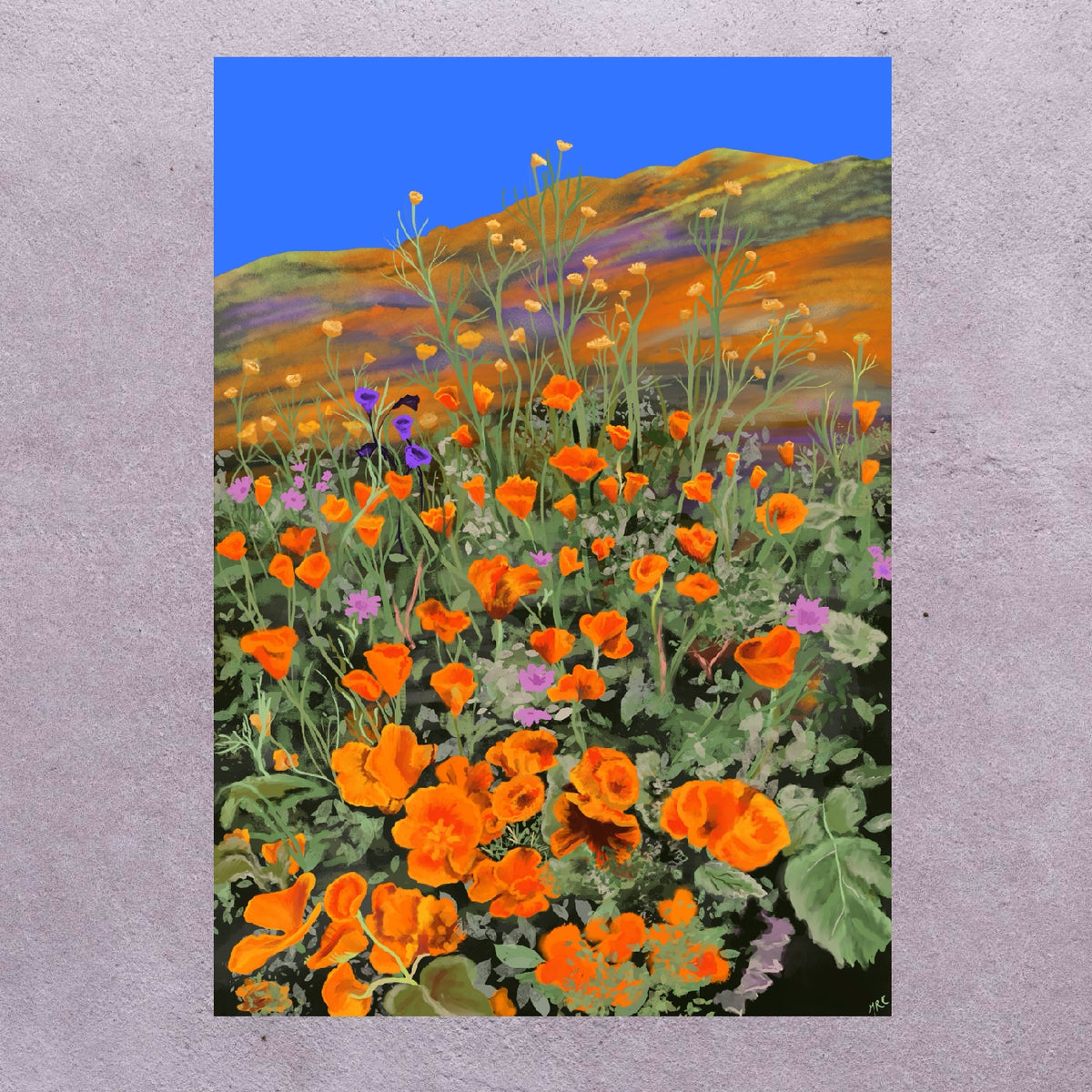 California Poppies