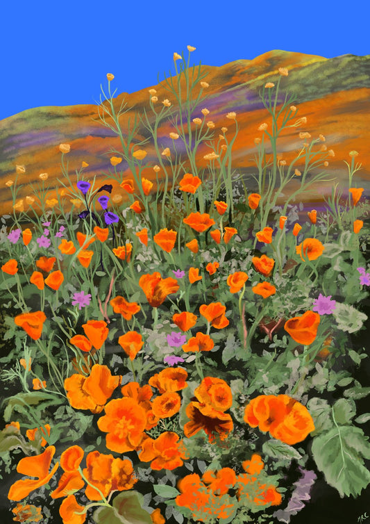 California Poppies