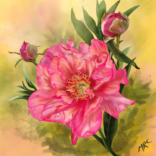 Coral Peony