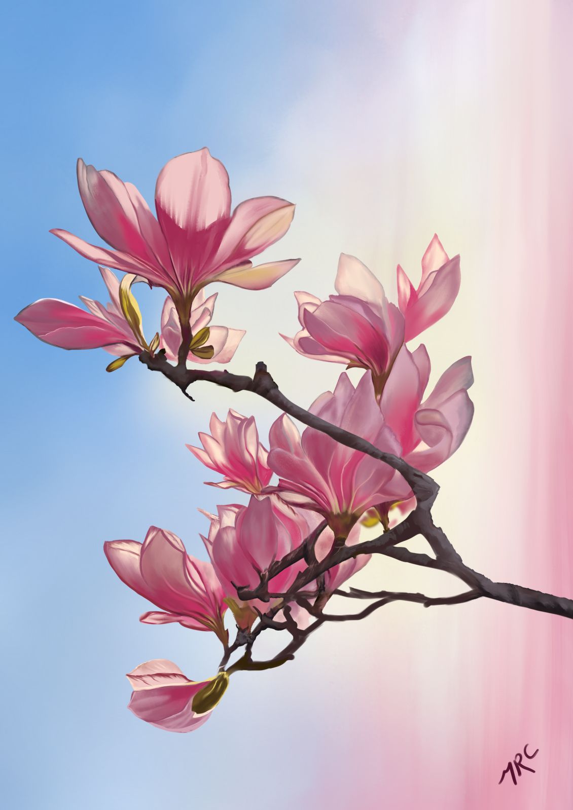 Magnolia Blossom
