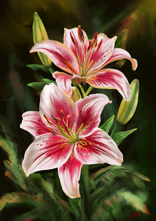 Oriental Lillies