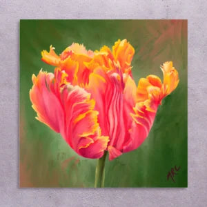 Pretty Parrot Tulip