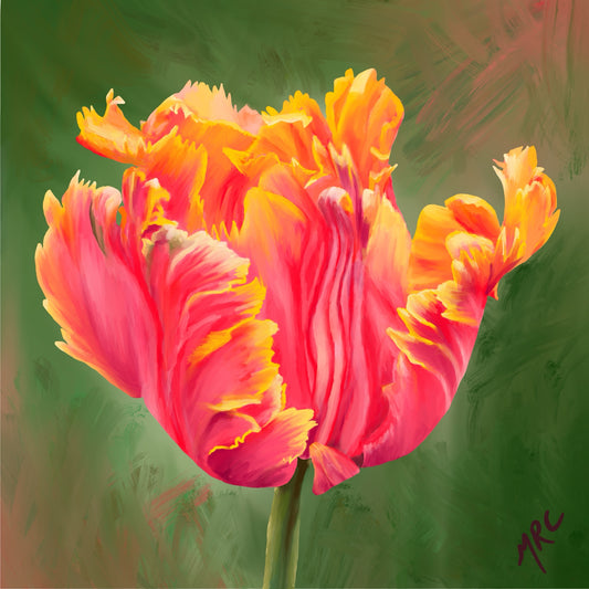Pretty Parrot Tulip