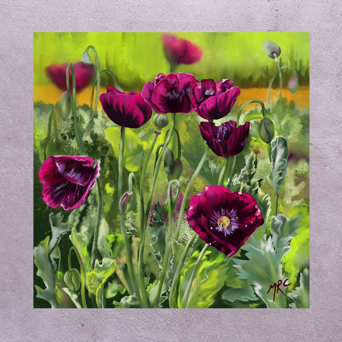 Purple Poppies