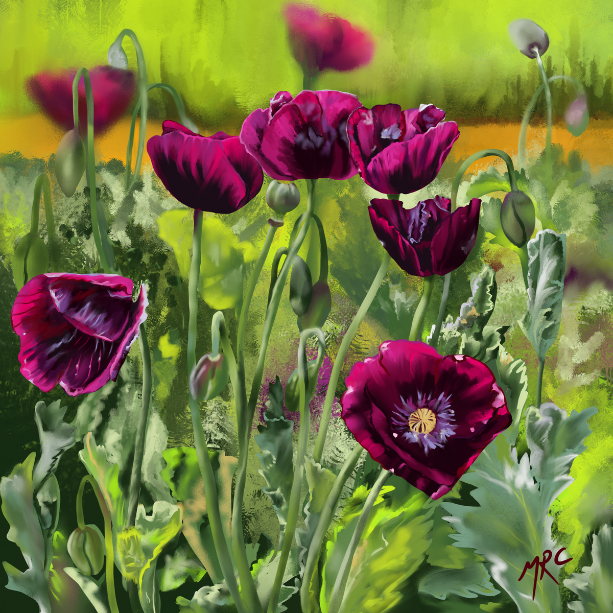 Purple Poppies